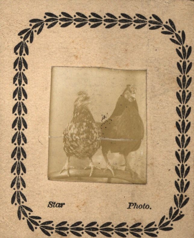 2 Chickens