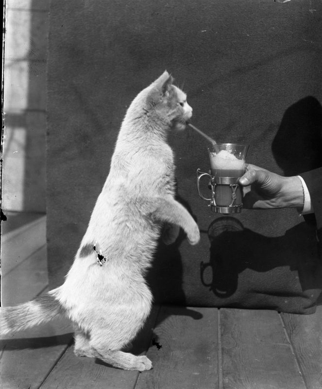 White Cat Drinking Soda [plate 058]