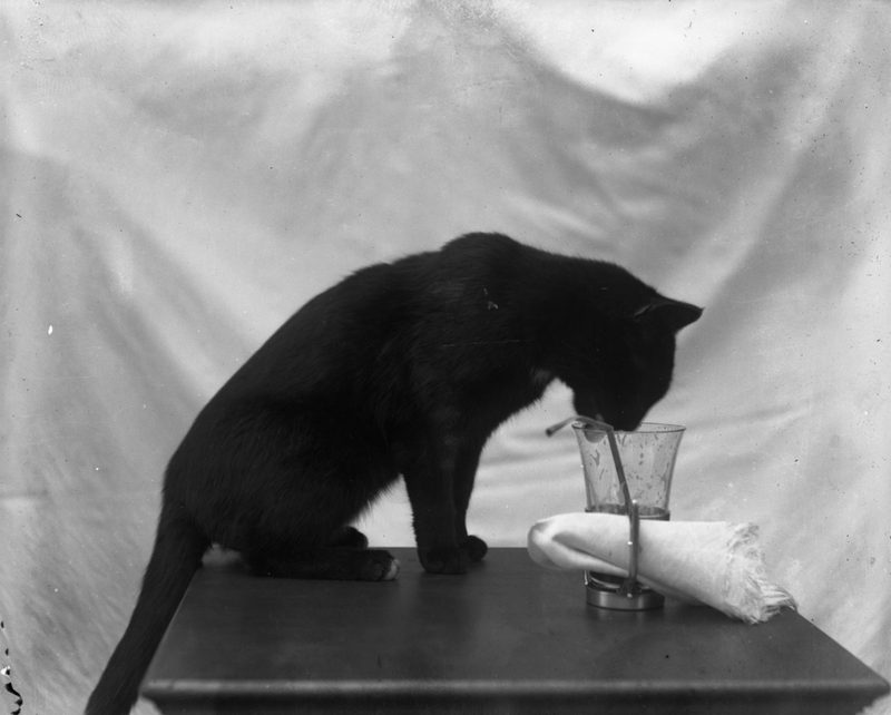 Black Cat with Glass [plate 059]